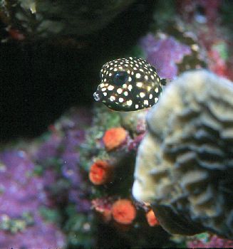 Juvenile Smooth Trunkfish taken in Roatan, Honduras w/hou... by Beverly Speed 